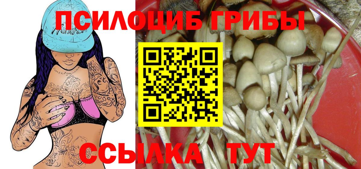 Муравленко  закладки  Вход с VPN  Галлюциногенные грибы Psilocybine cubensis 